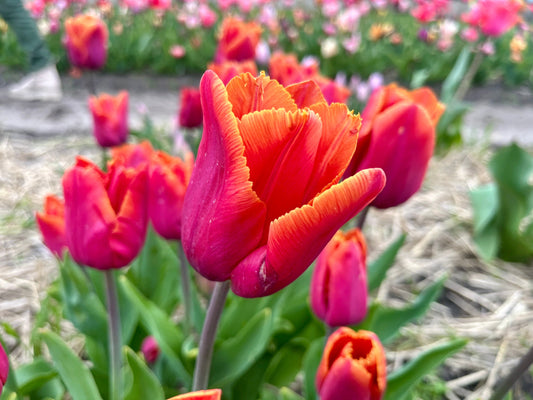 Tulpe Louvre Orange