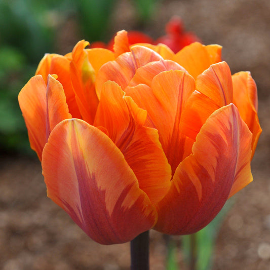 Tulpe Orange Princess