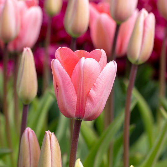 Tulpe Pink Impression