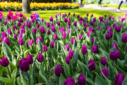 Tulpe Purple Prince