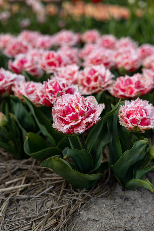 Tulpe Queensland