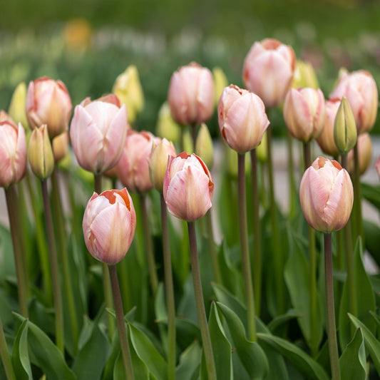 Tulpe Lachs van Eijk