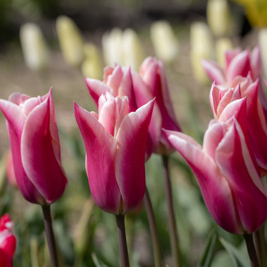 Tulpe Sanne