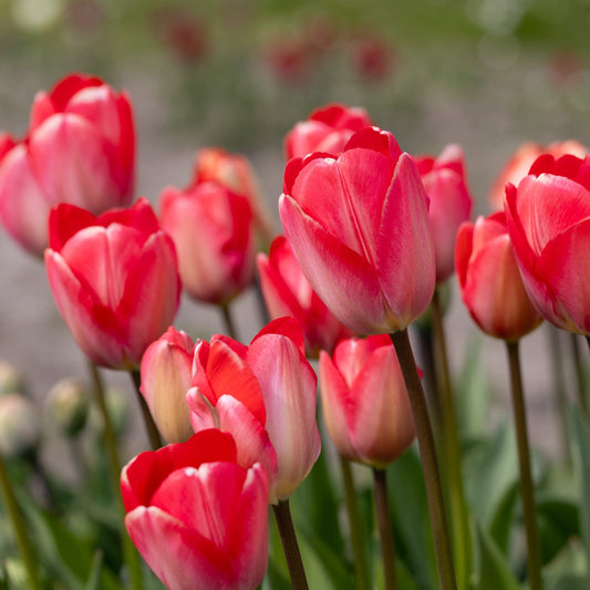 Tulpe Van Eijk