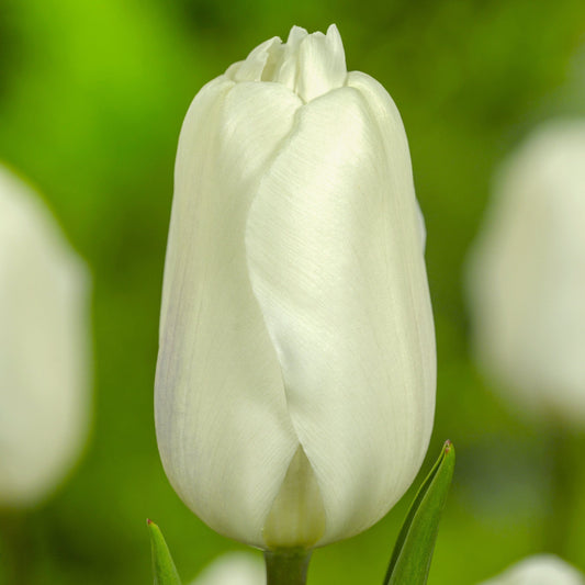 Tulpe White Flag