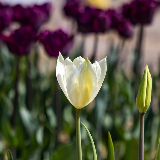 Tulpe White Triumphator