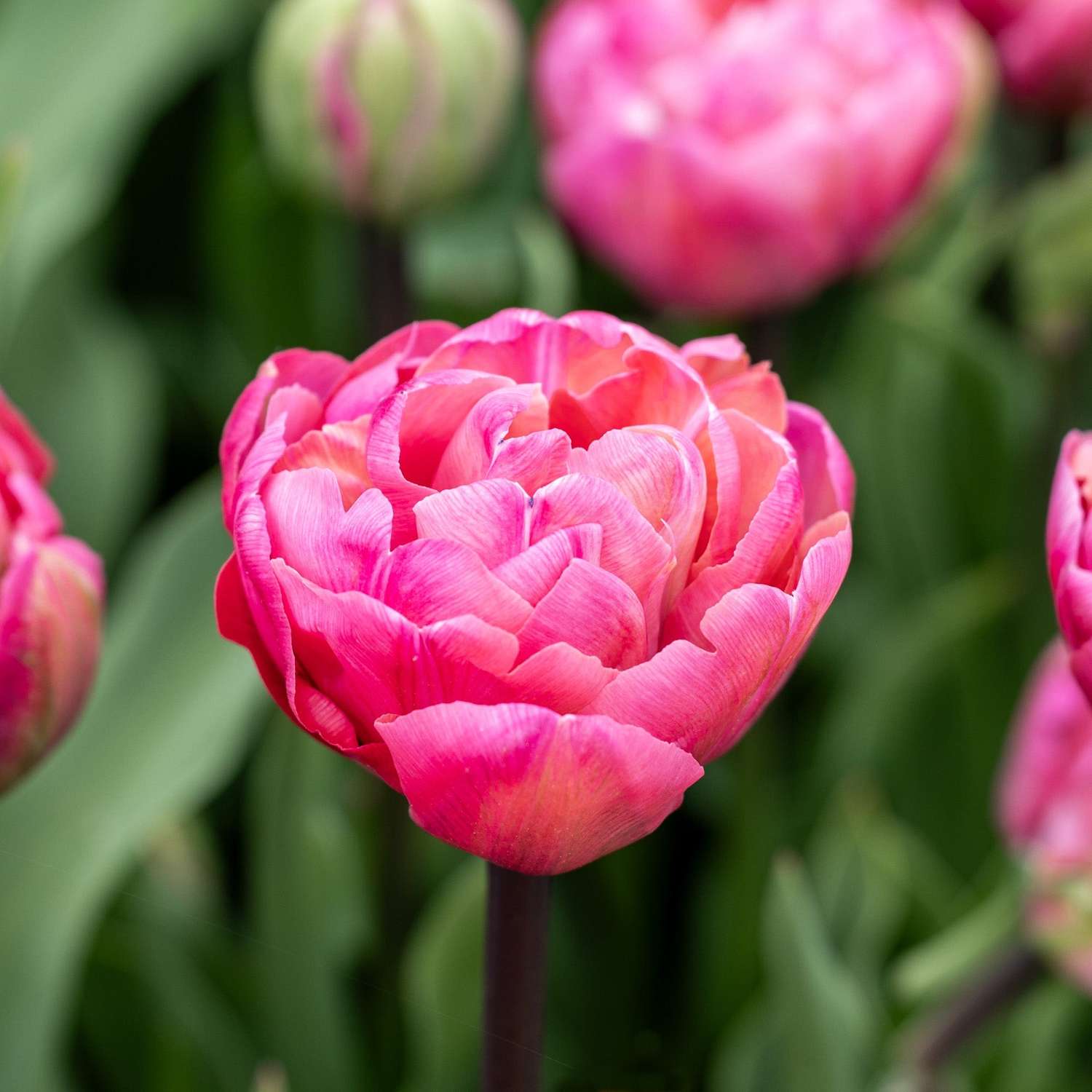 Tulpe 'Amazing Grace' - Tulipaner