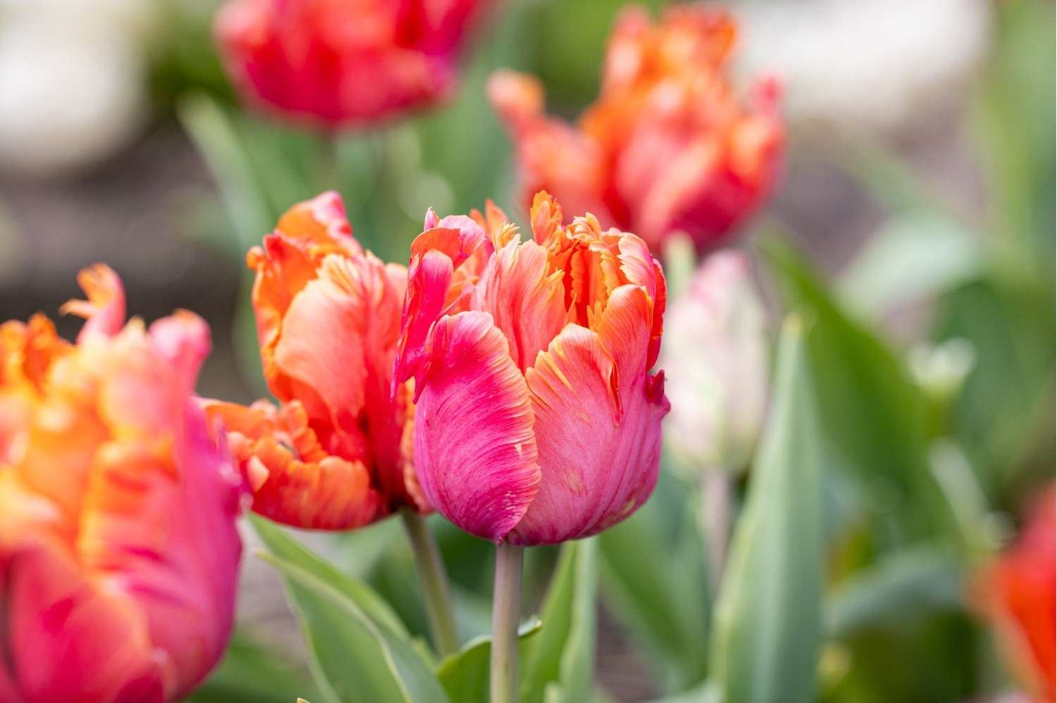 Tulpe 'Amazing Parrot' - Tulipaner