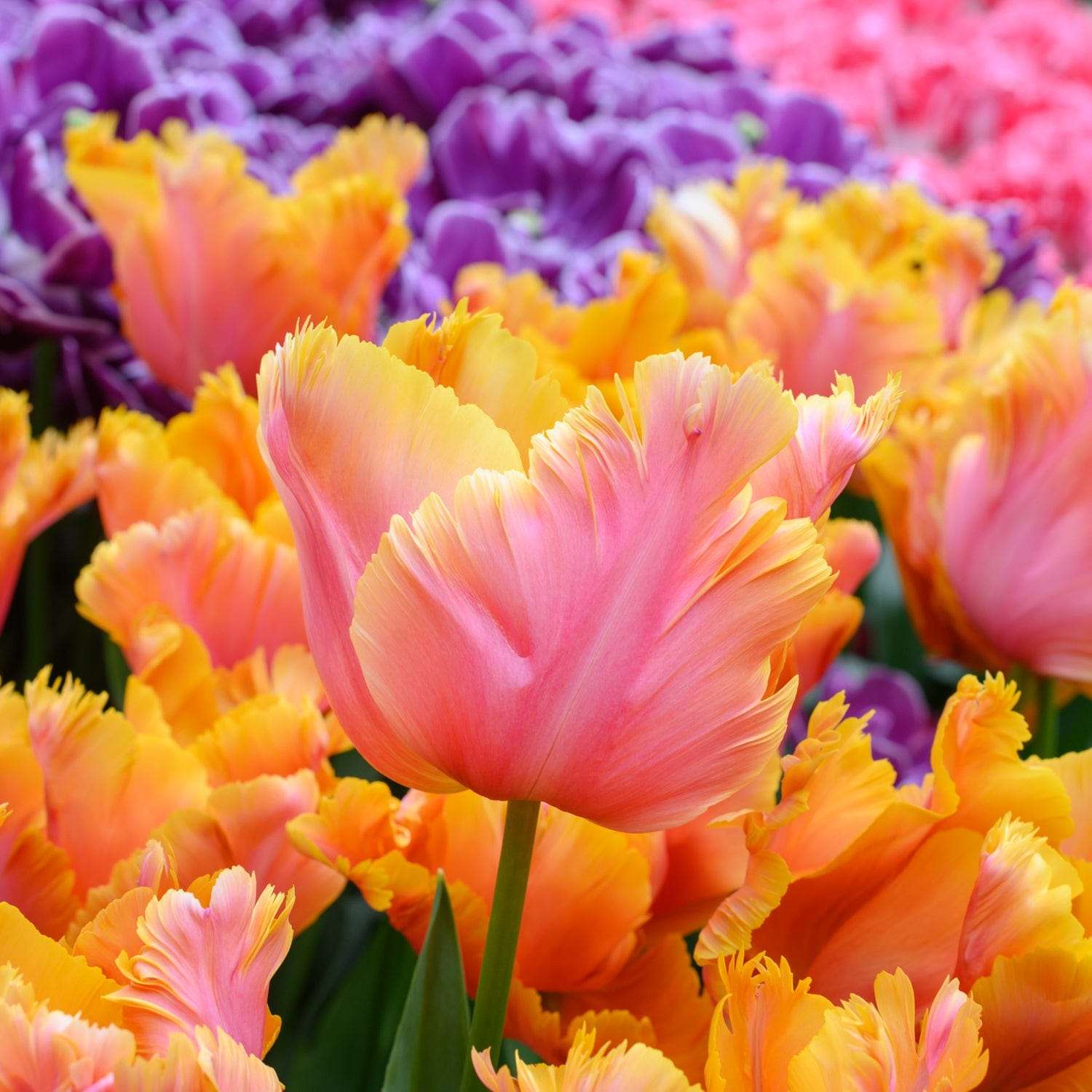 Tulpe 'Amazing Parrot' - Tulipaner