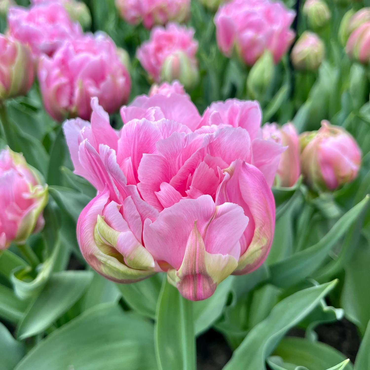 Tulpe 'Amorosa' - Tulipaner
