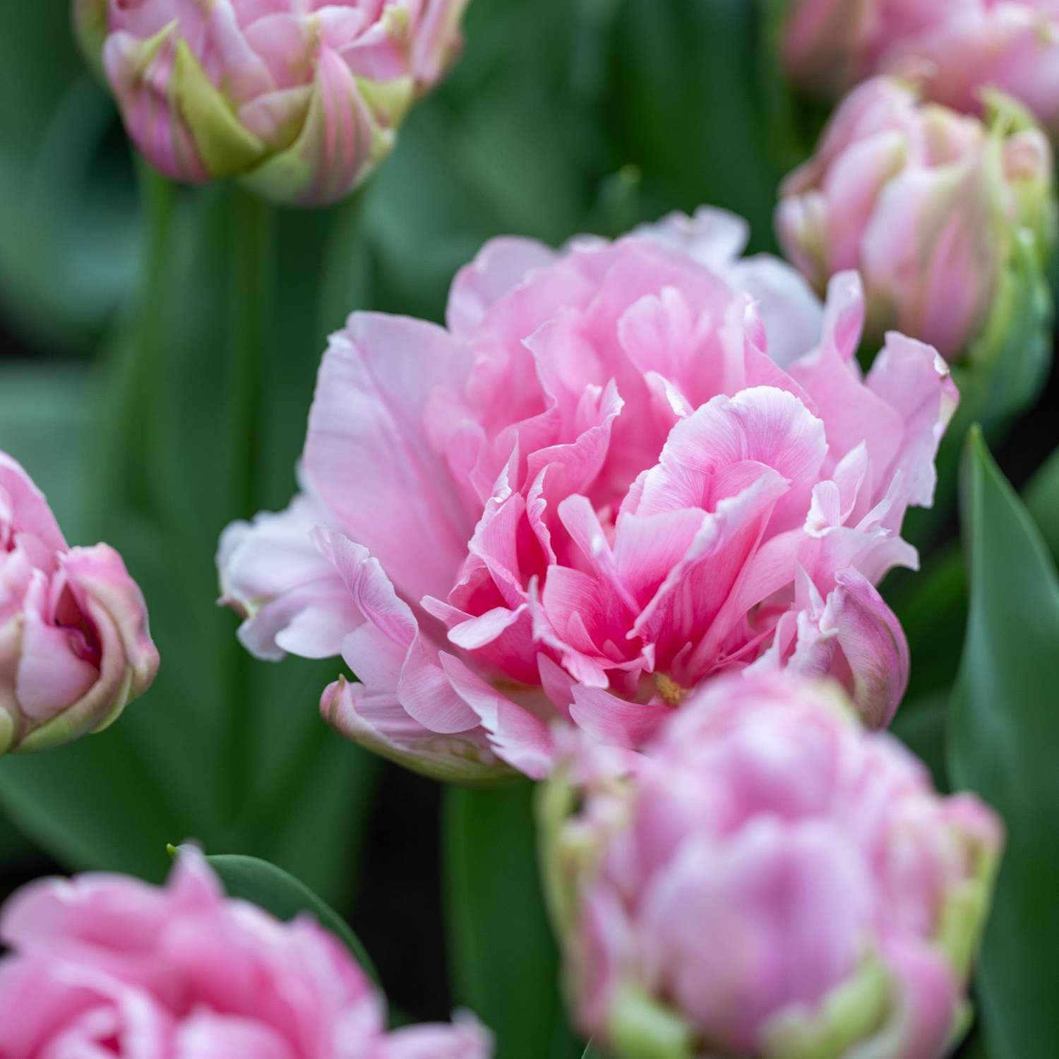 Tulpe 'Amorosa' - Tulipaner