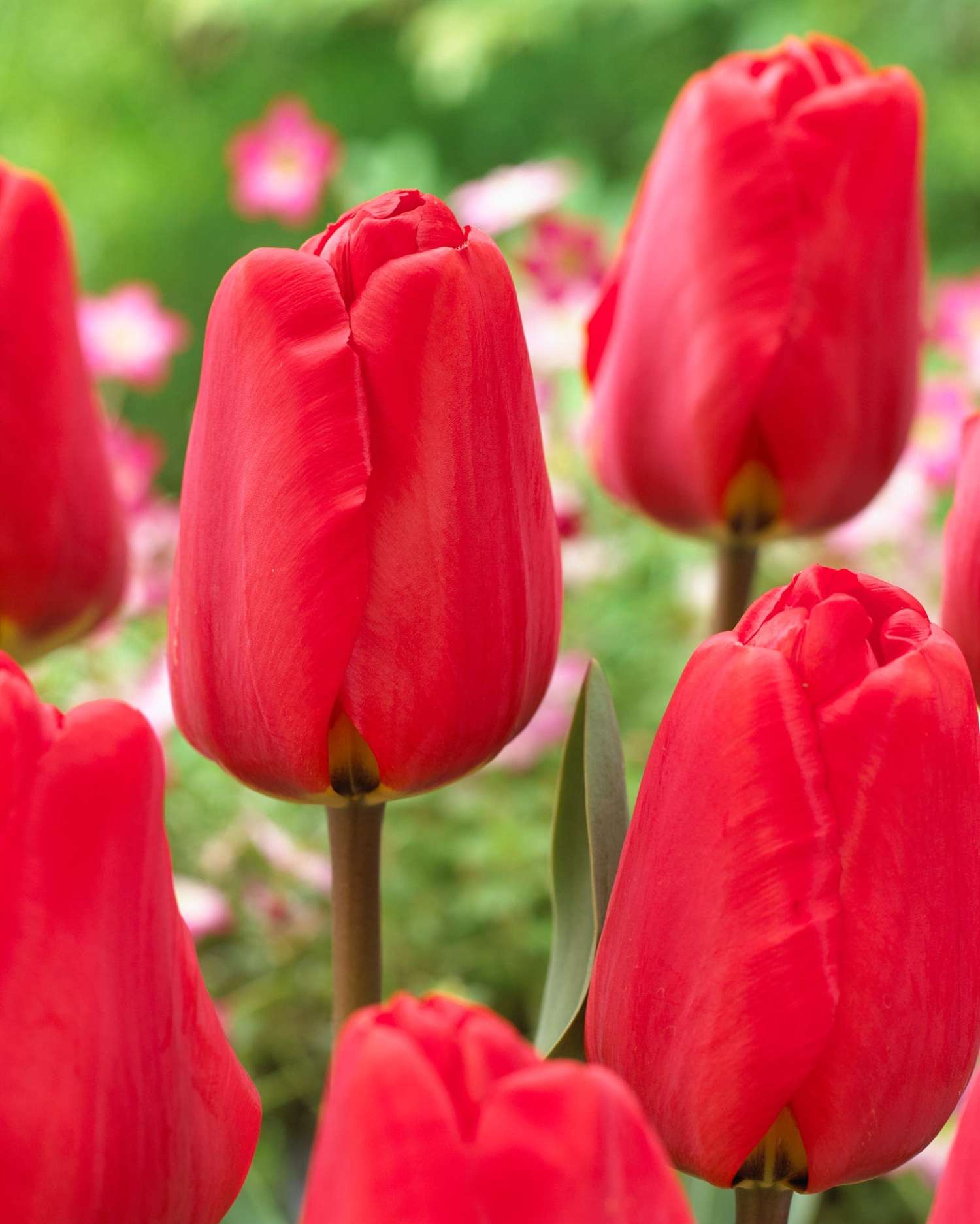 Tulpe 'Apeldoorn'