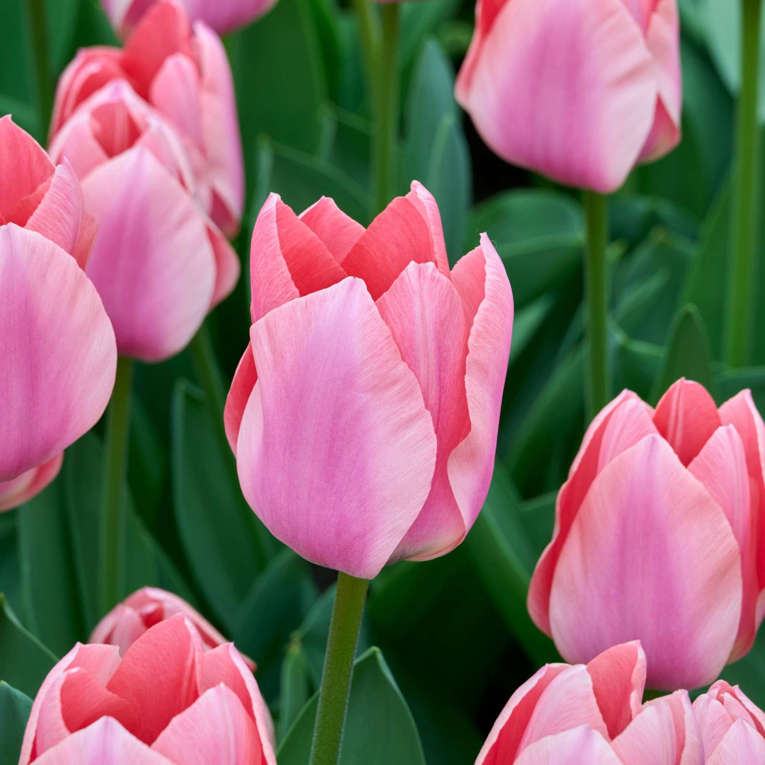 Tulpe 'Apricona' - Tulipaner