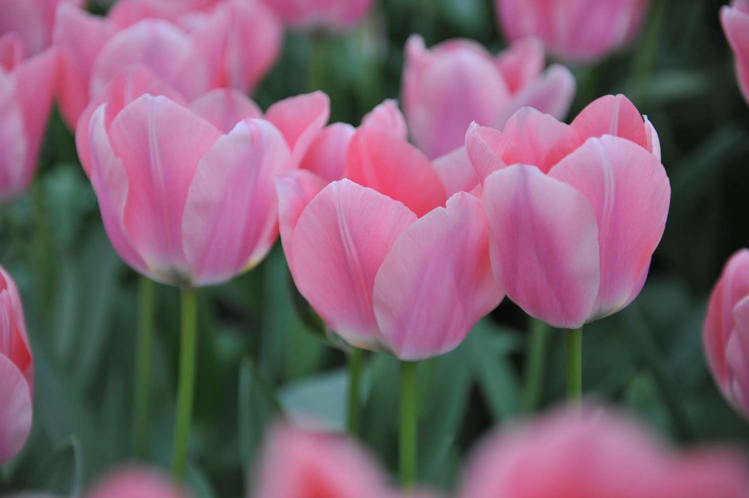 Tulpe 'Apricona' - Tulipaner