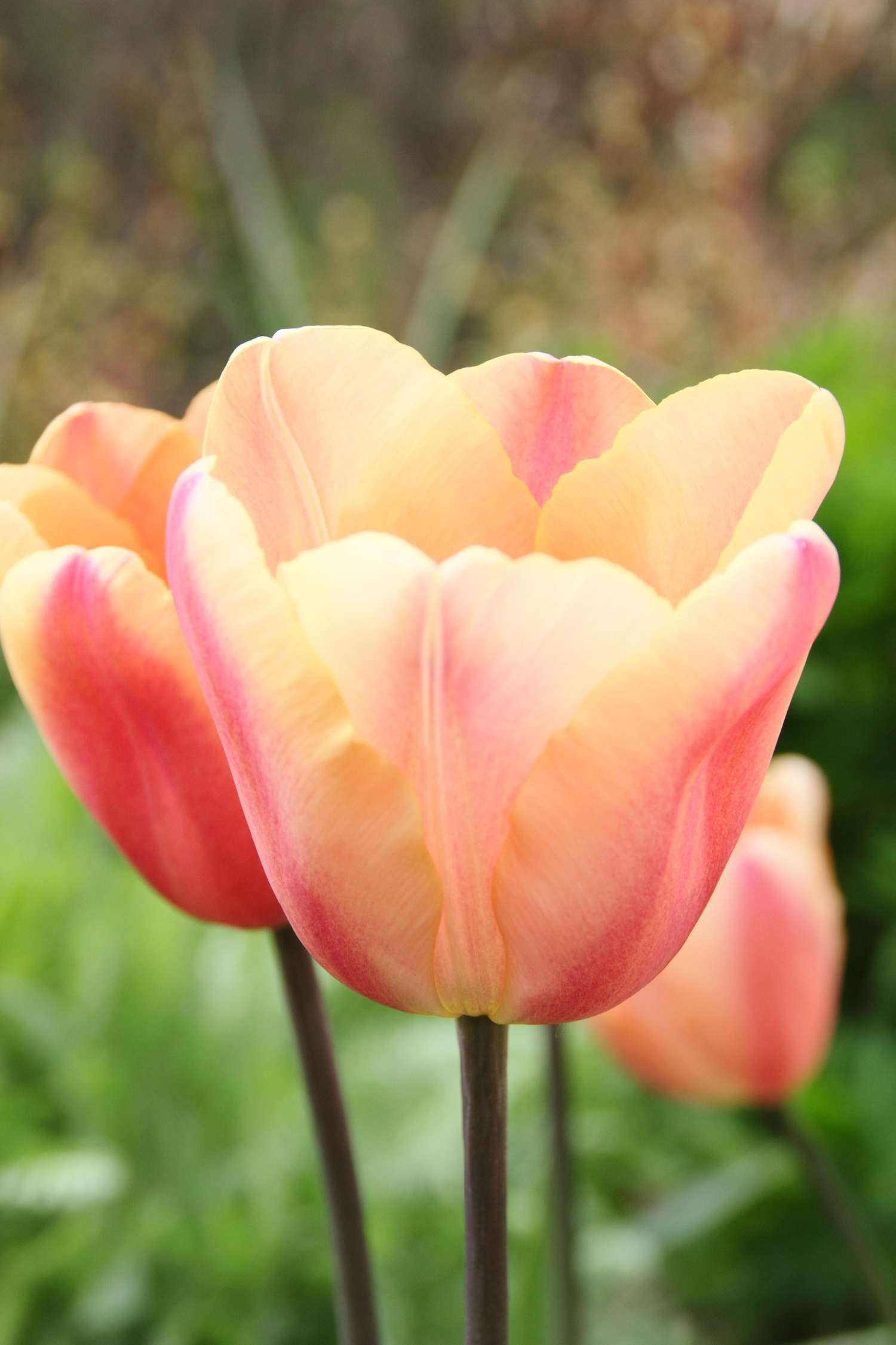 Tulpe 'Apricot Foxx' - Tulipaner