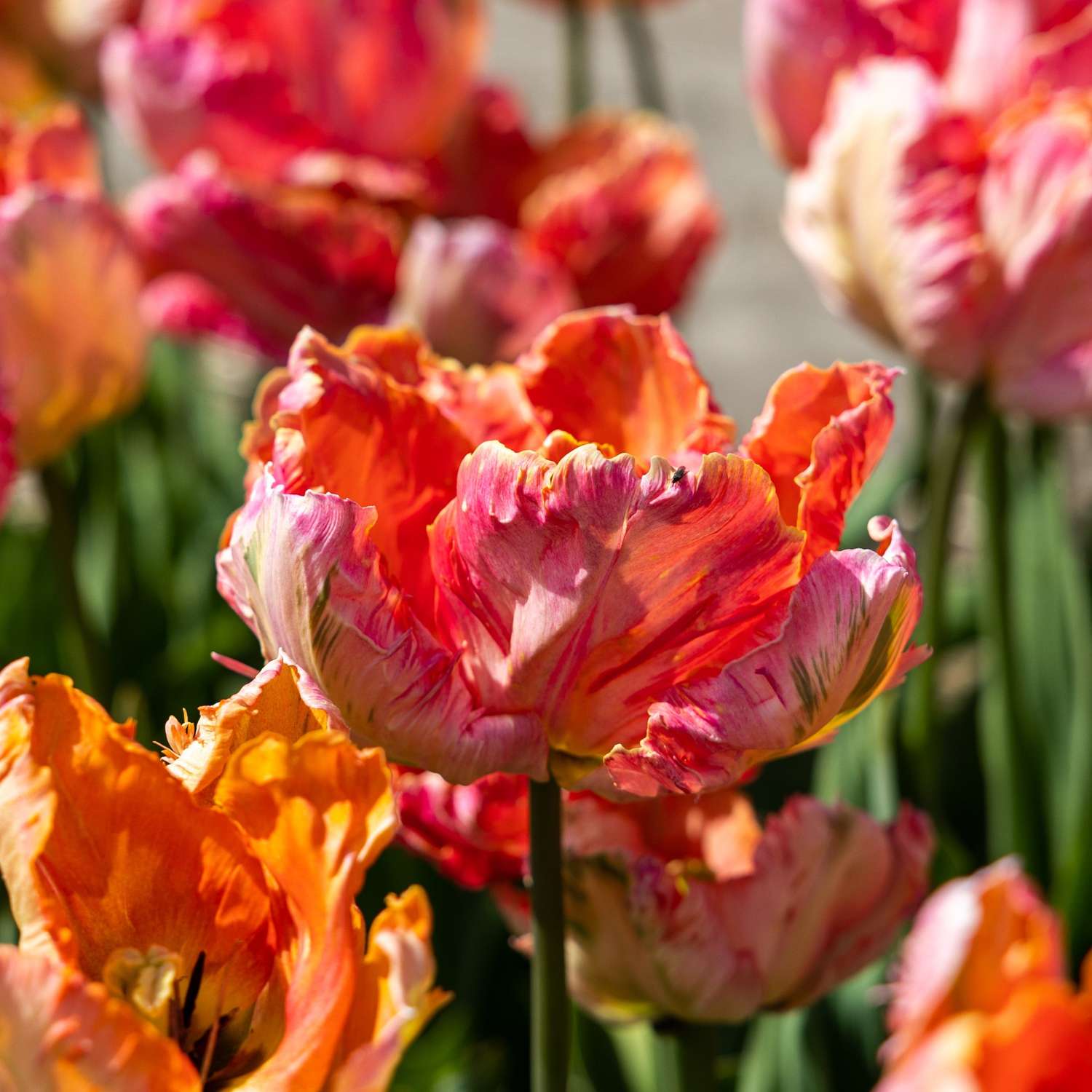 Tulpe 'Apricot Parrot' - Tulipaner