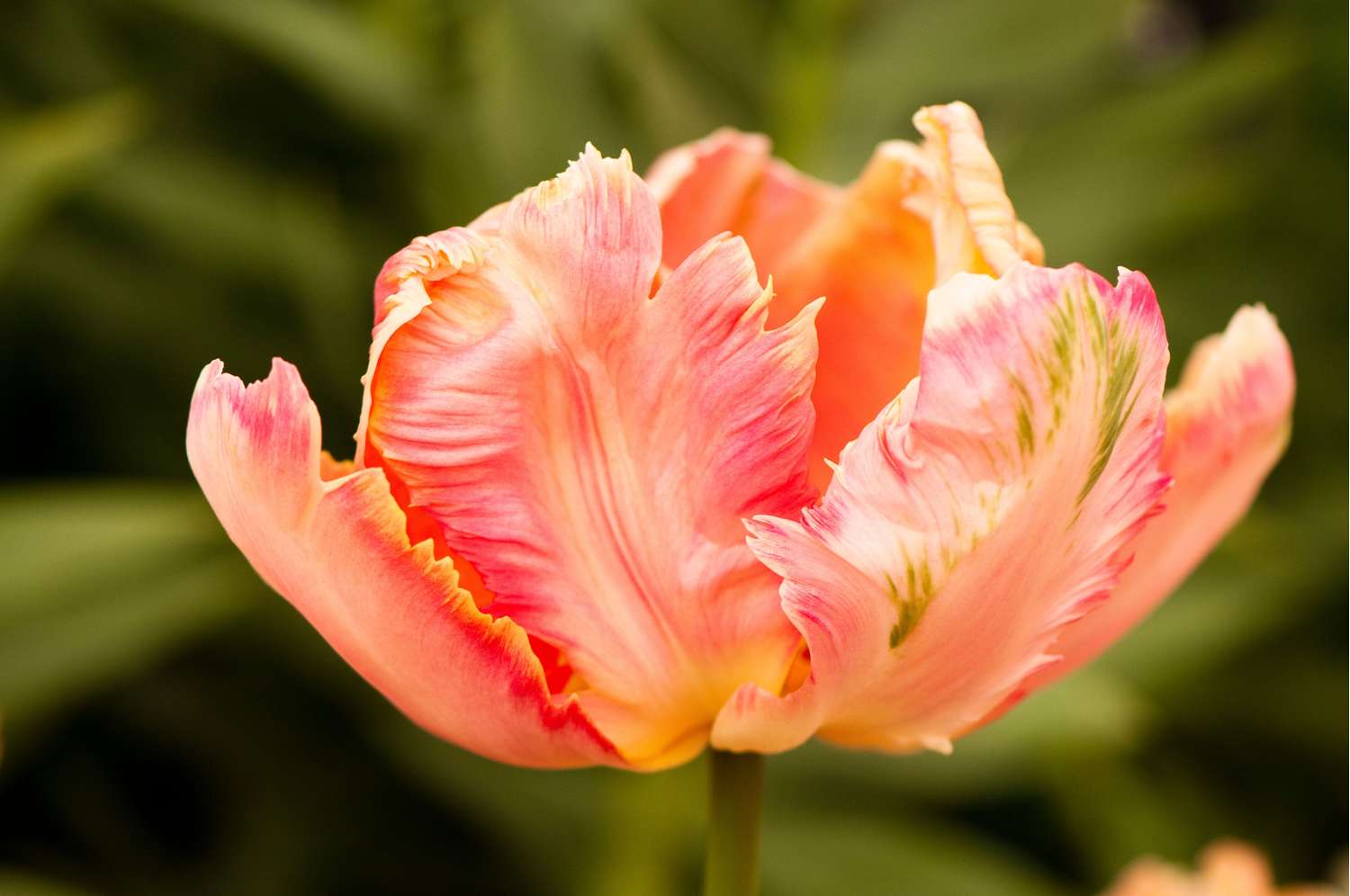 Tulpe 'Apricot Parrot' - Tulipaner