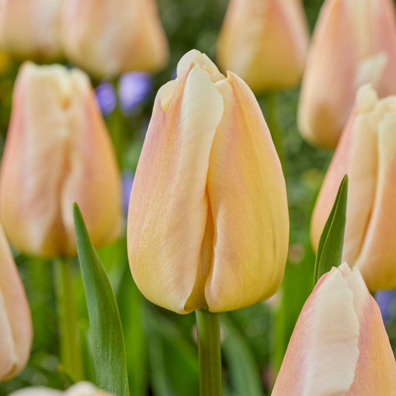 Tulpe 'Apricot Pride' - Tulipaner