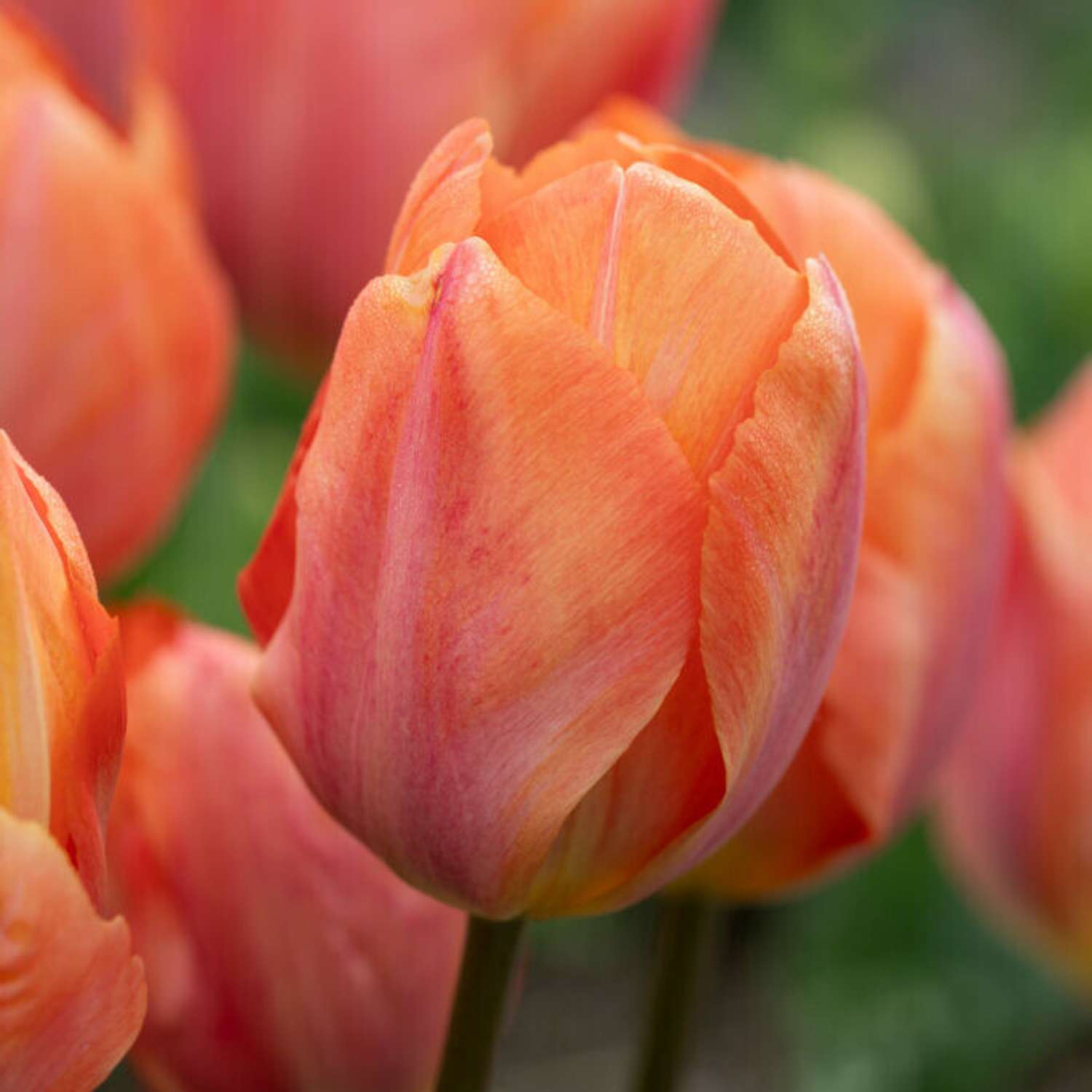 Tulpe 'Apricot van Eijk'
