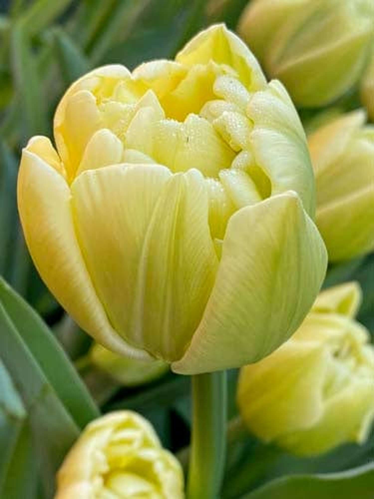 Tulpe 'Avant Garde' - Tulipaner