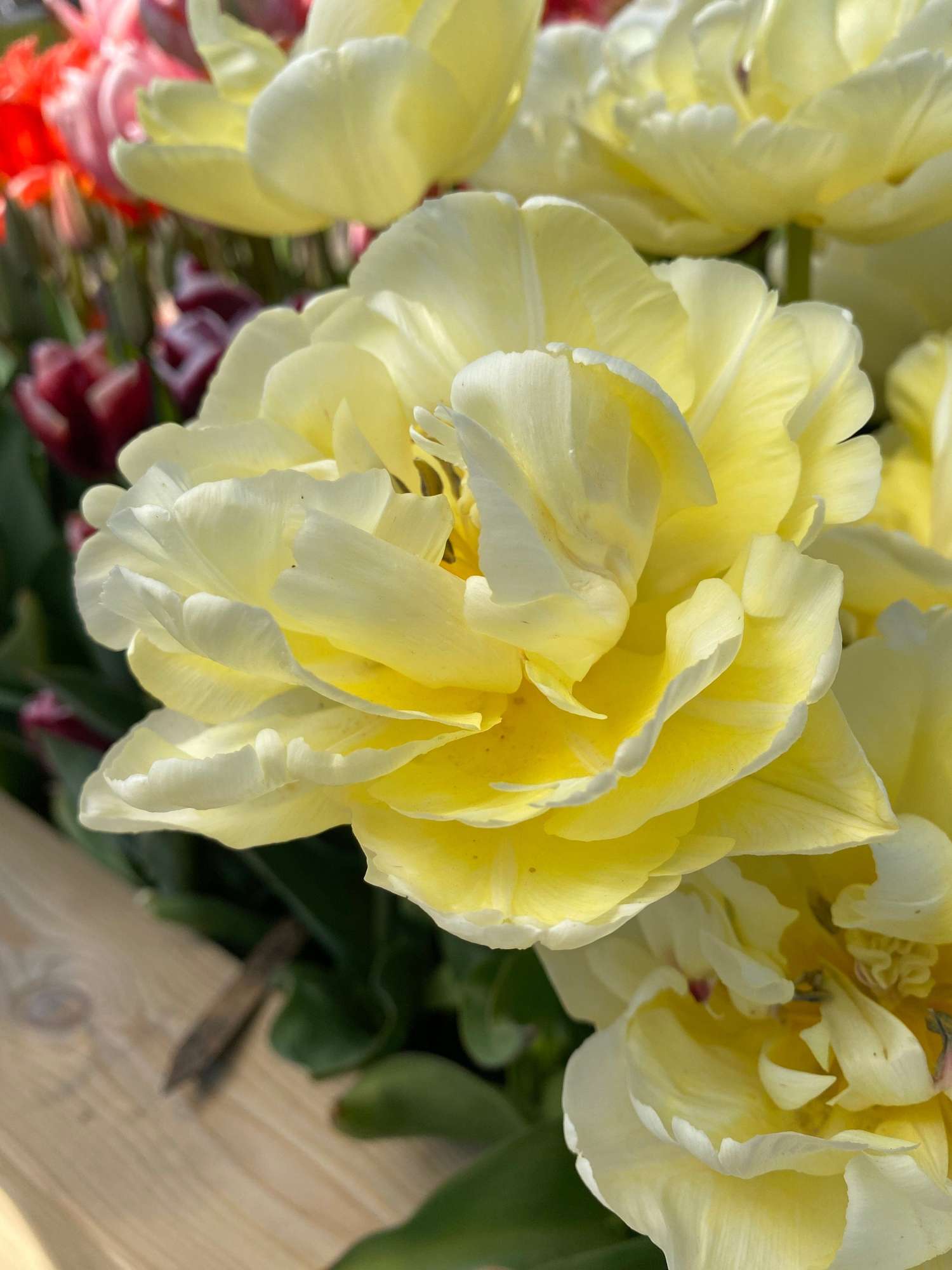 Tulpe 'Avant Garde' - Tulipaner