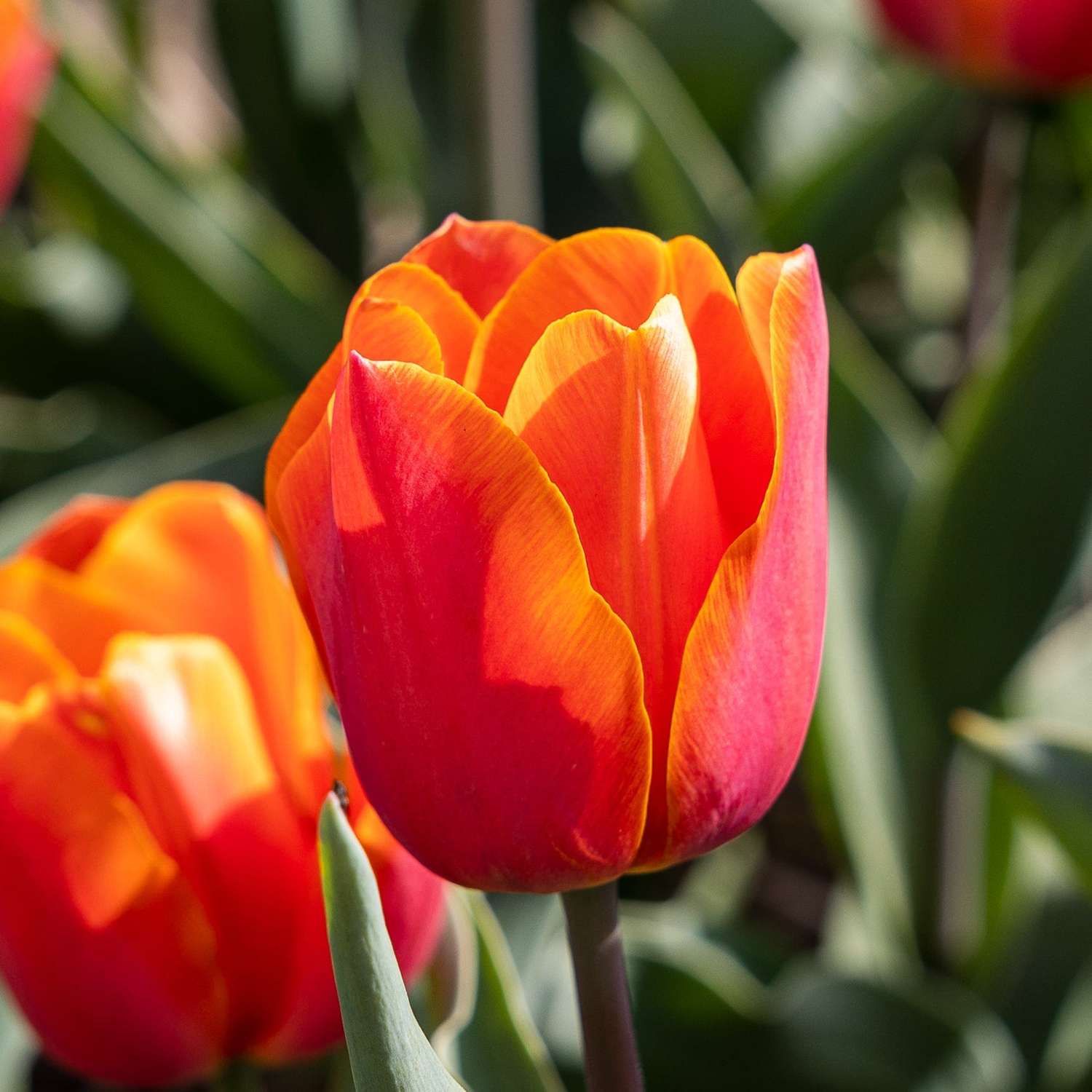 Tulpe 'Avignon'