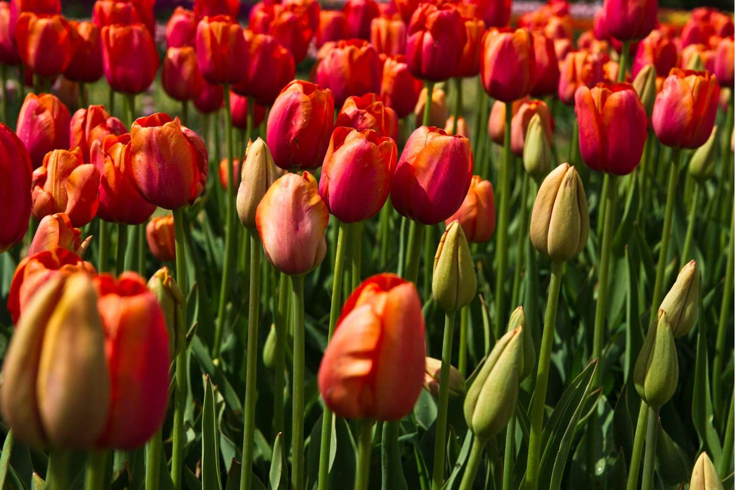 Tulpe 'Avignon'