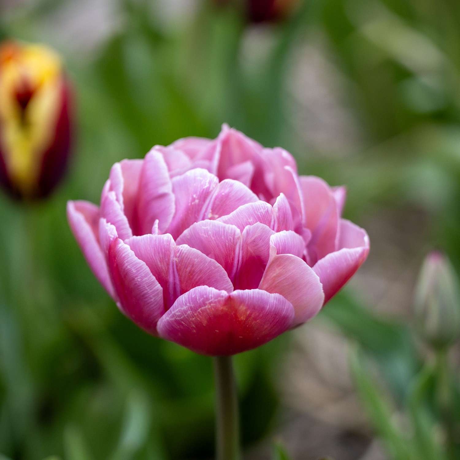 Tulpe 'Beachberry' - Tulipaner