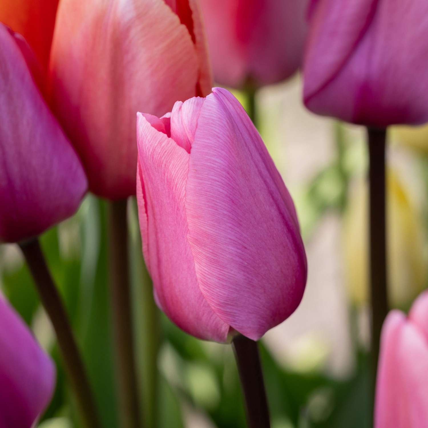 Tulpe 'Big Love' - Tulipaner