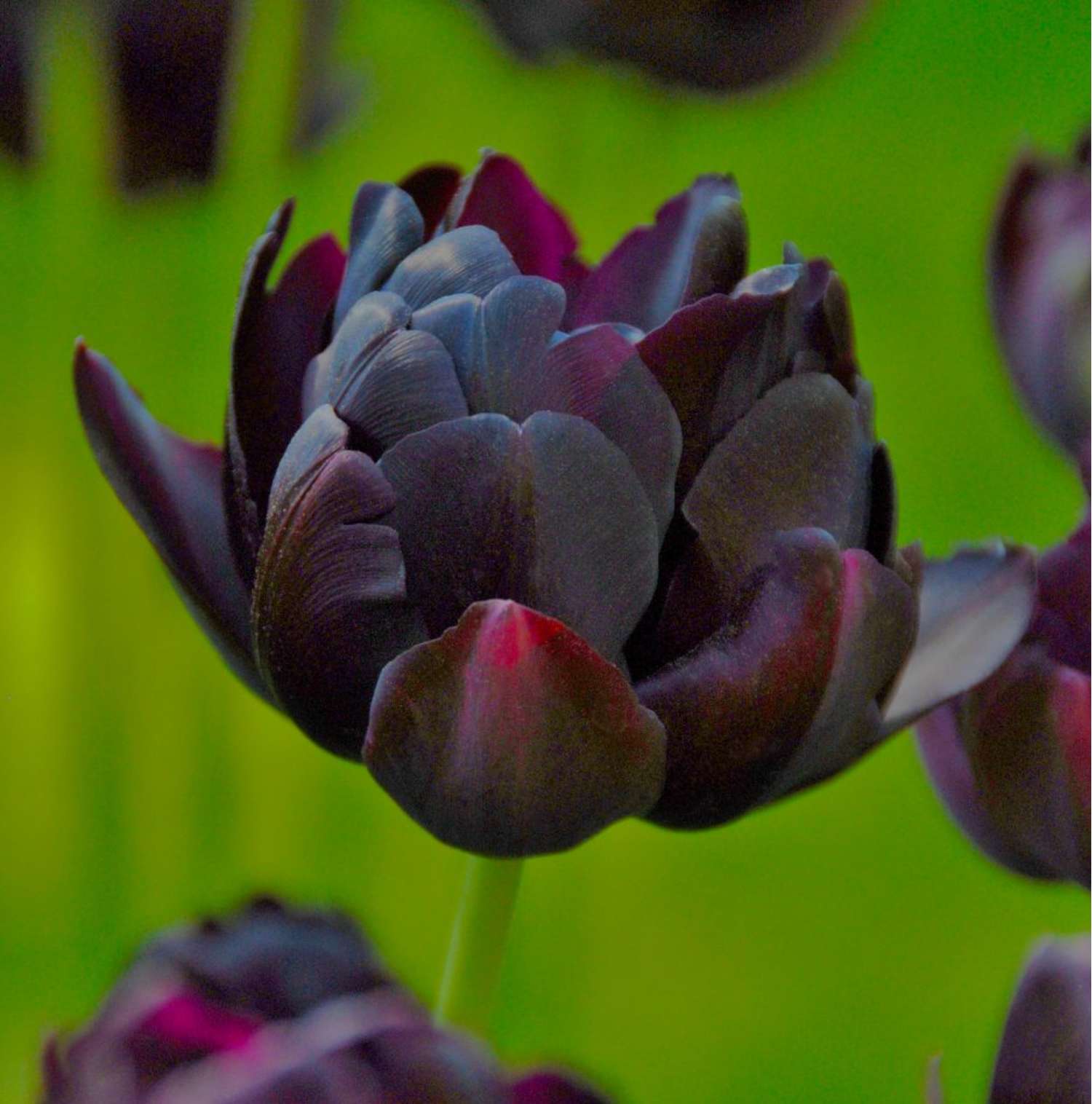Tulpe 'Black Hero'