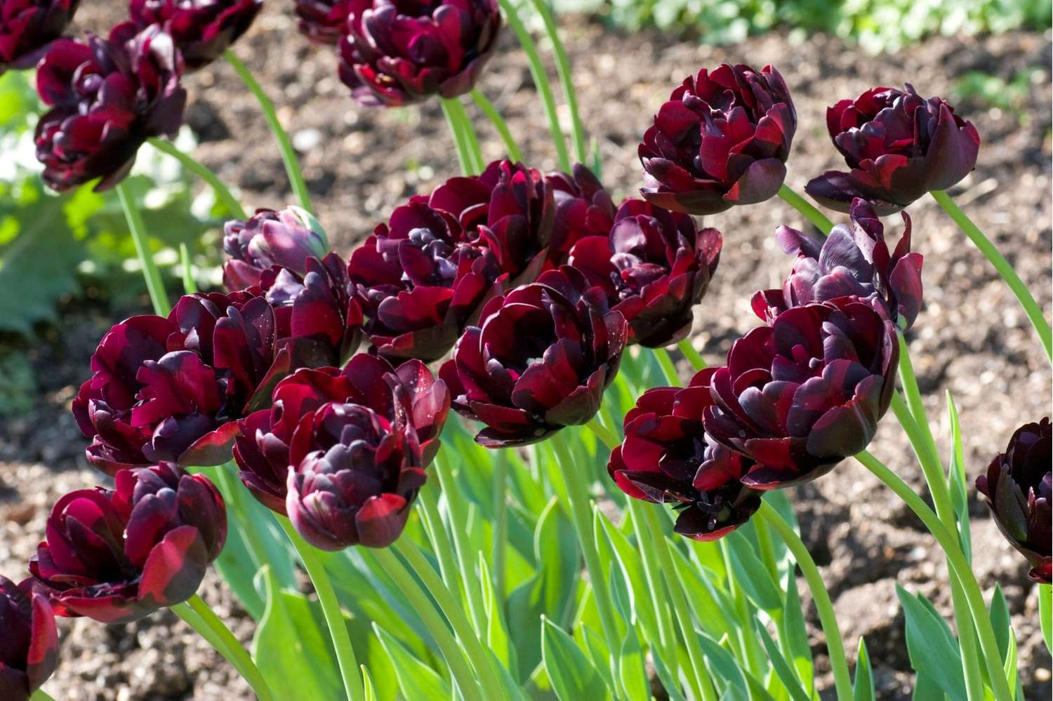 Tulpe 'Black Hero'