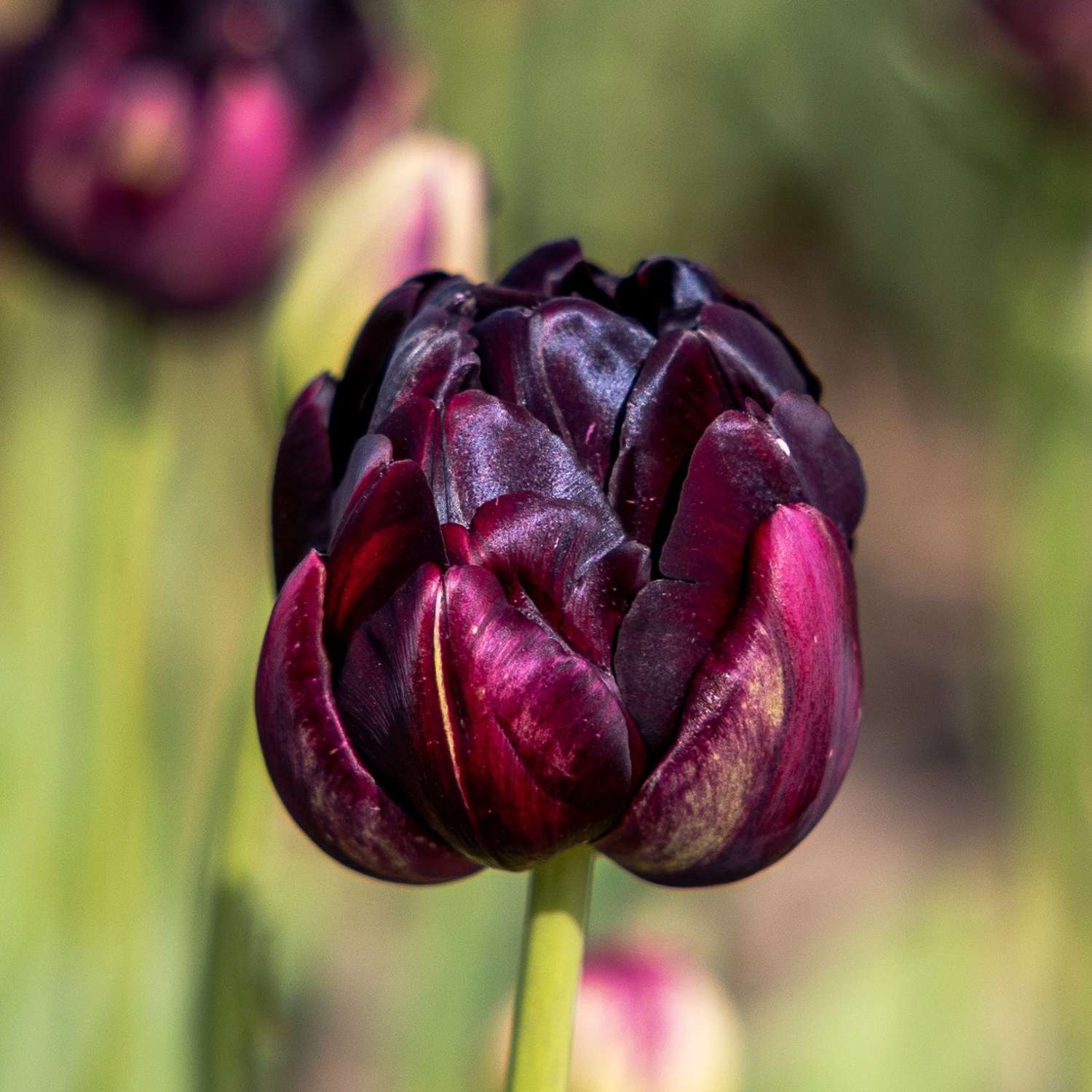 Tulpe 'Black Hero' - Tulipaner