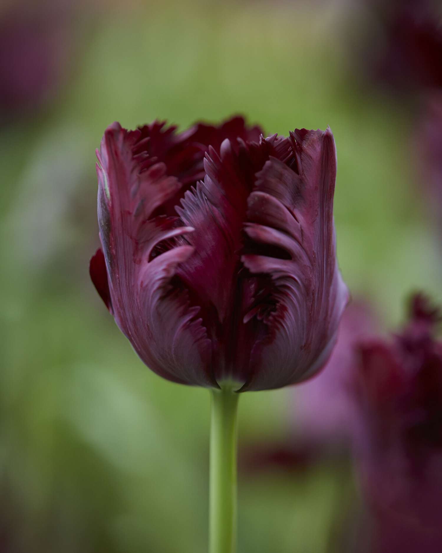 Tulpe 'Black Parrot'