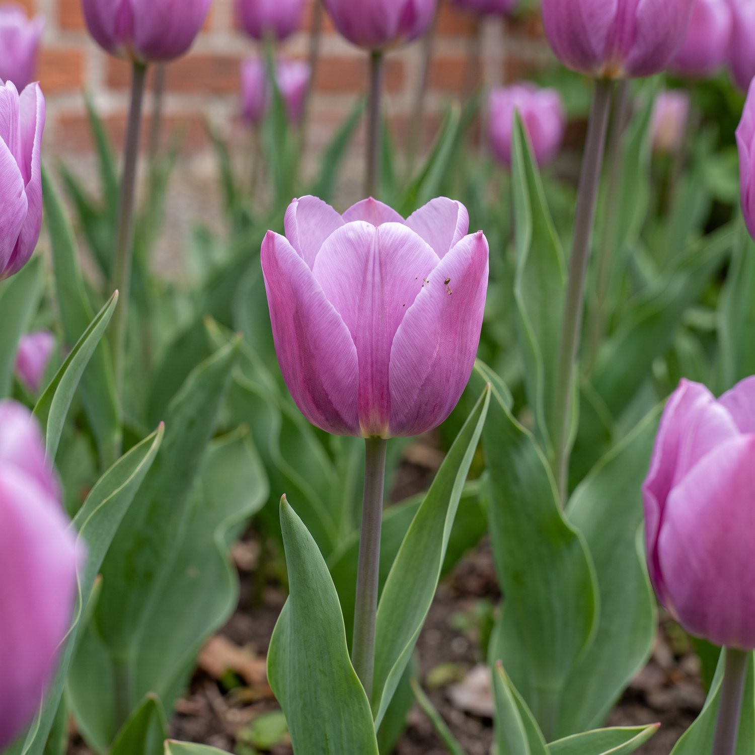 Tulpe 'Bleu Aimable'