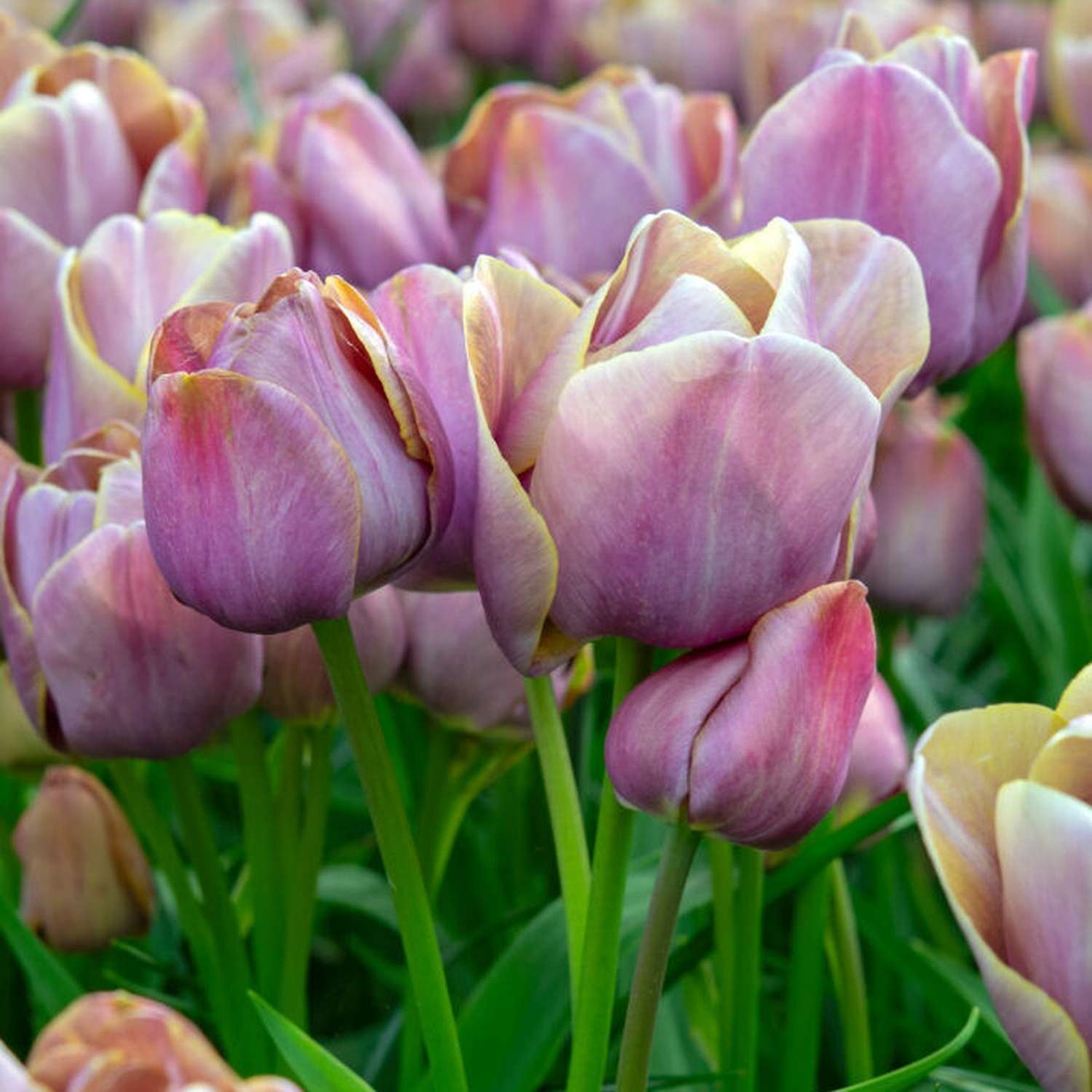 Tulpe 'Blue Heaven'