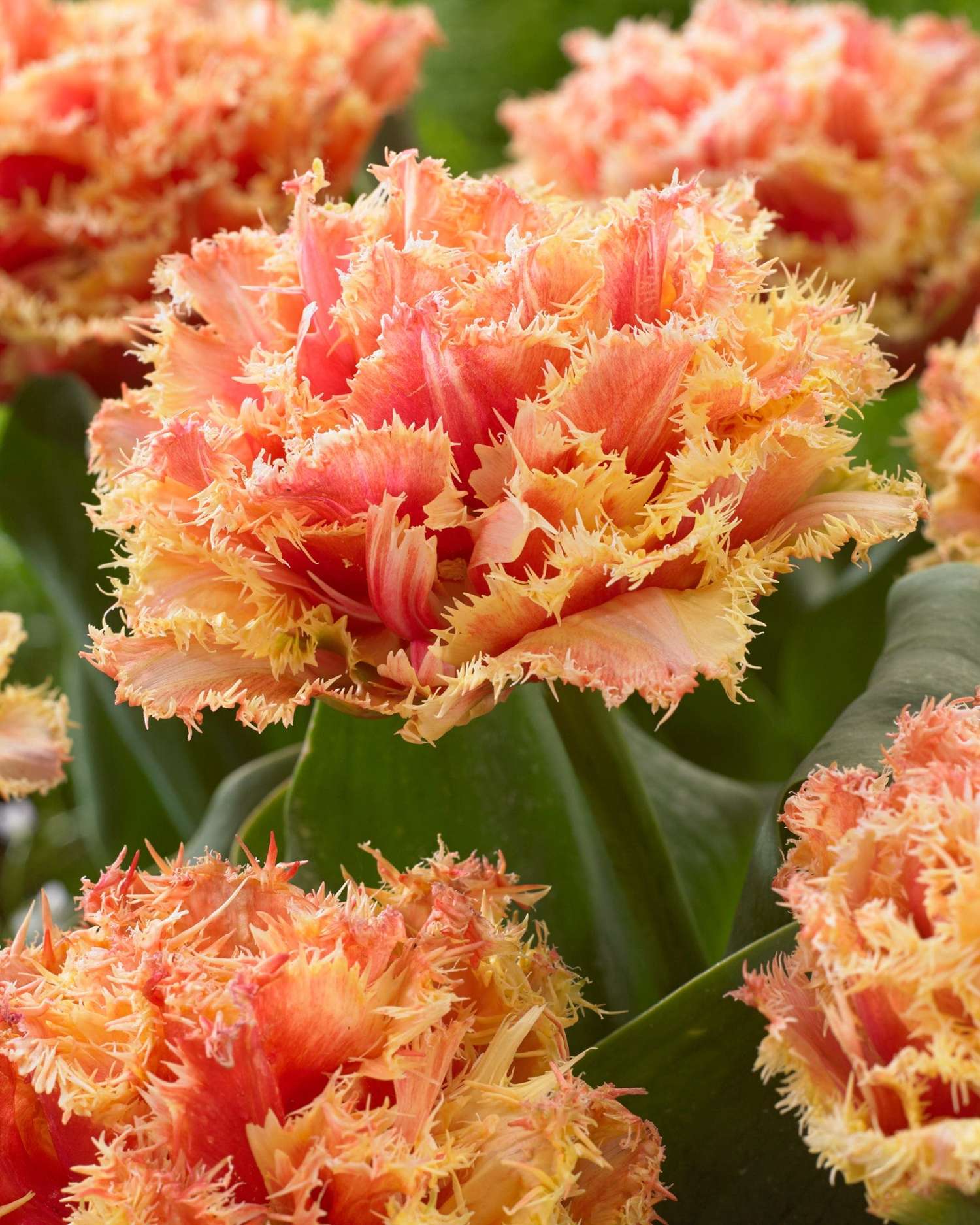 Tulpe 'Brisbane' - Tulipaner