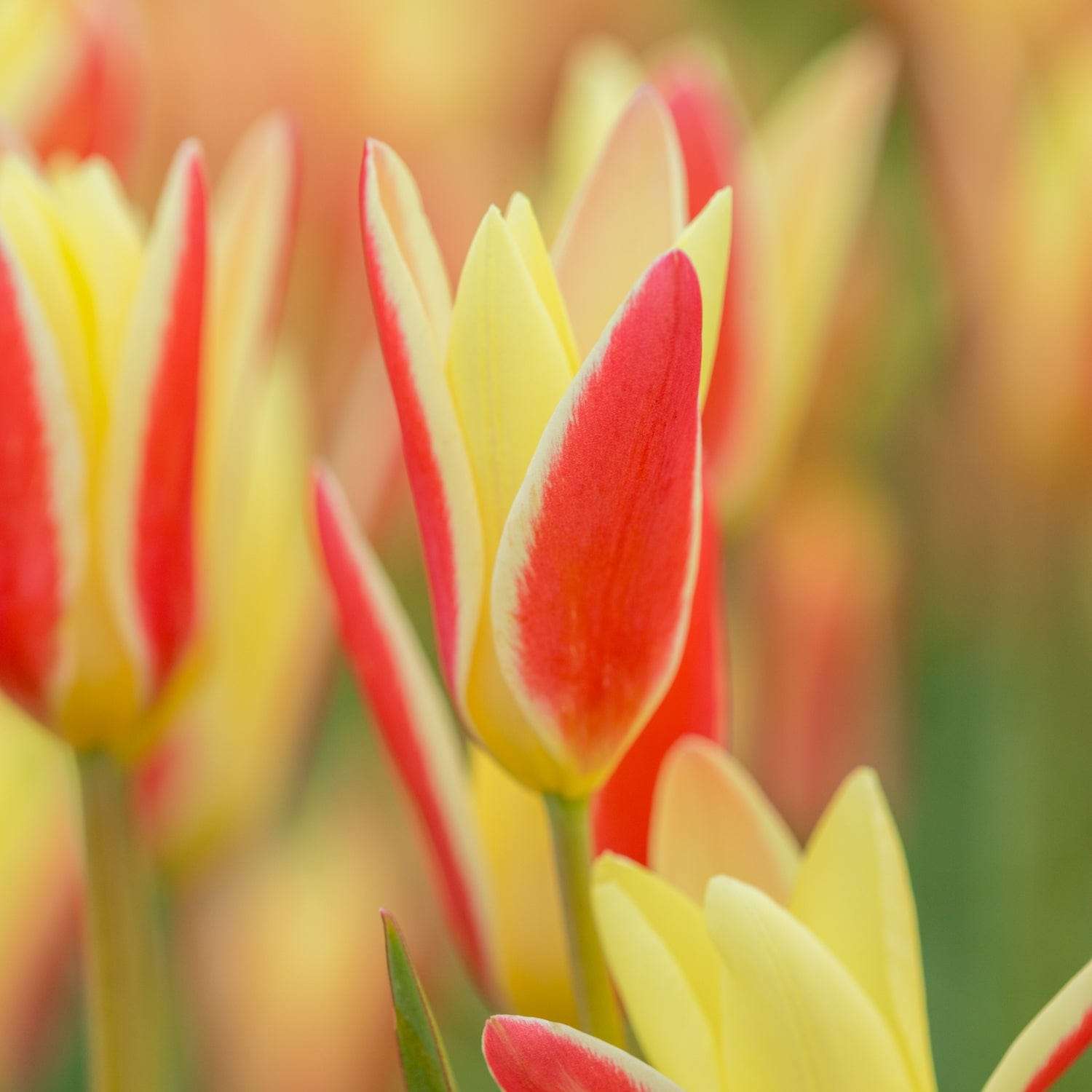 Tulpe 'Clusiana Tinka'