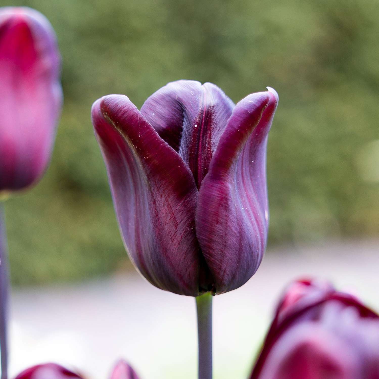 Tulpe 'Continental'
