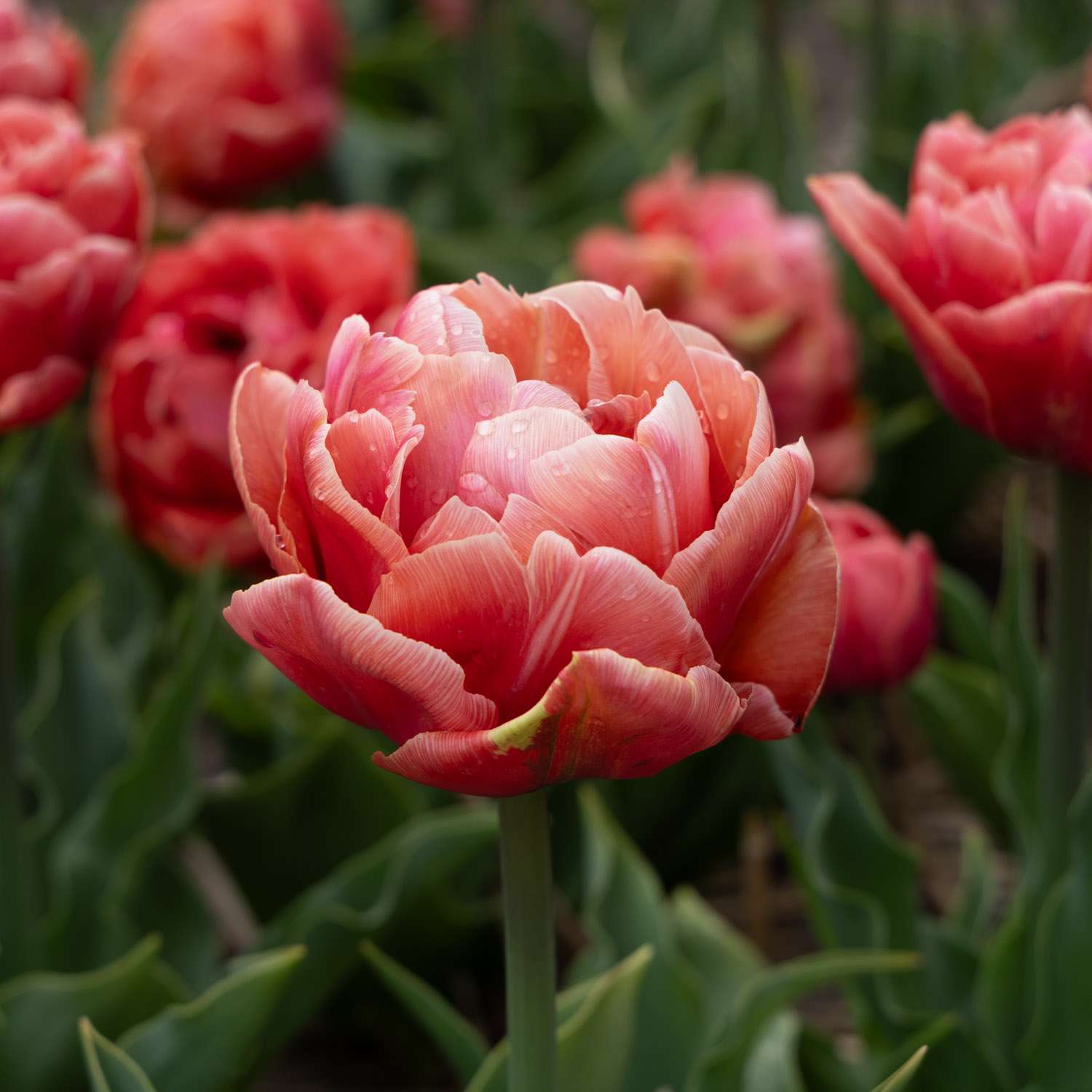 Tulpe 'Copper Image'