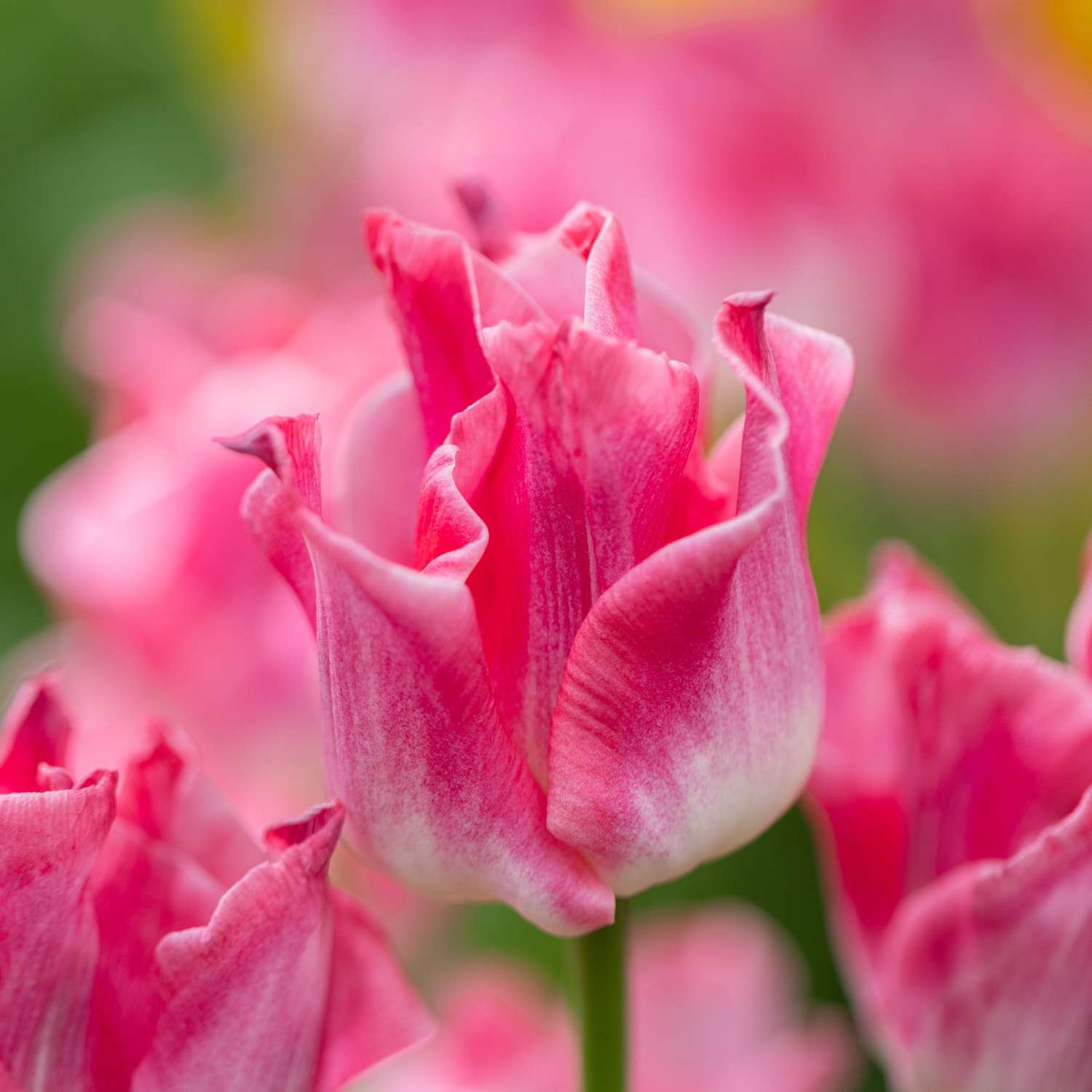 Tulpe 'Crown of Dynasty' - Tulipaner