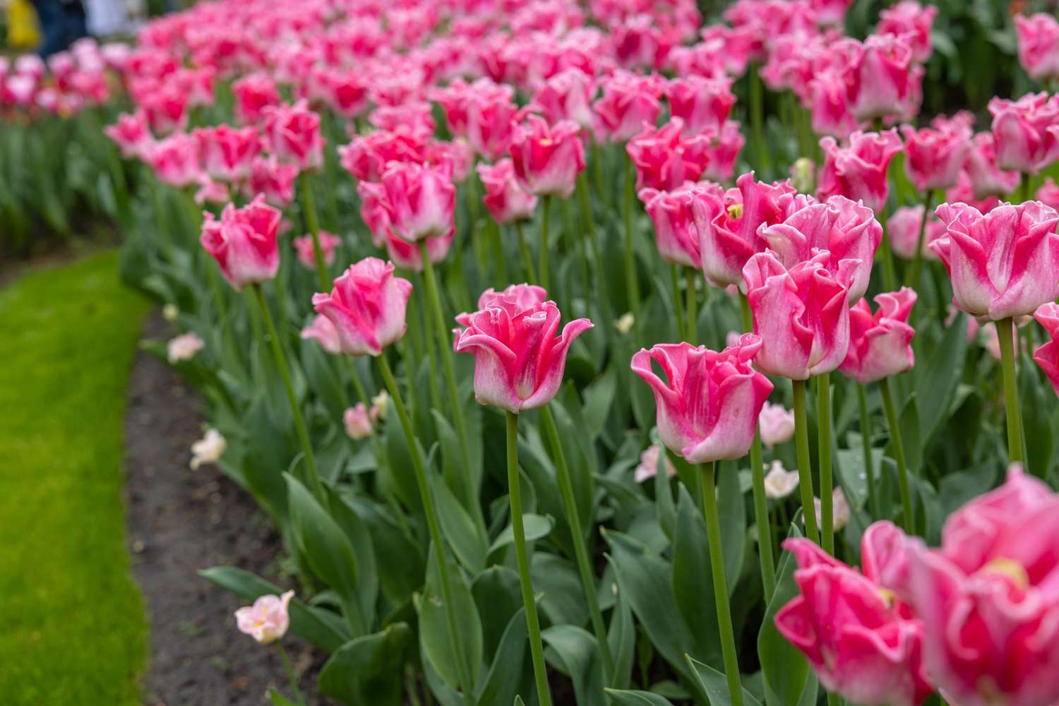Tulpe 'Crown of Dynasty' - Tulipaner