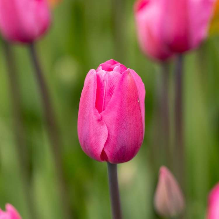 Tulpe 'Don Quichotte'