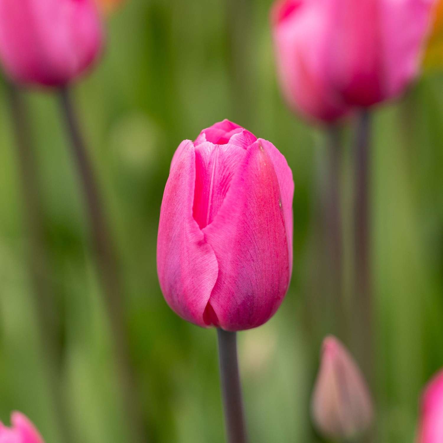 Tulpe 'Don Quichotte'