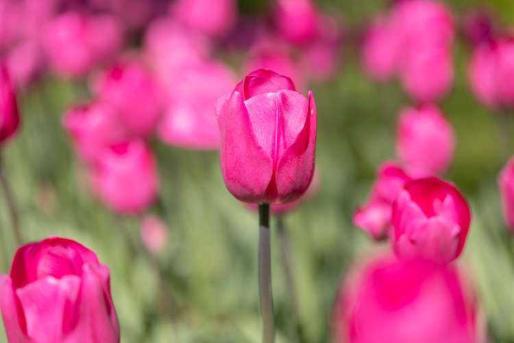 Tulpe 'Don Quichotte'