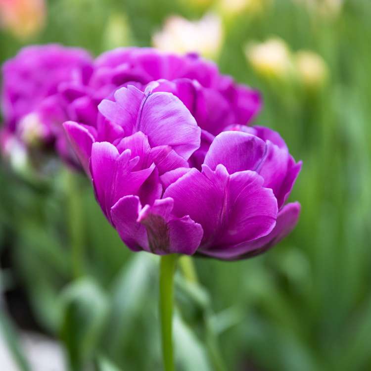 Tulpe 'Double Negrita'