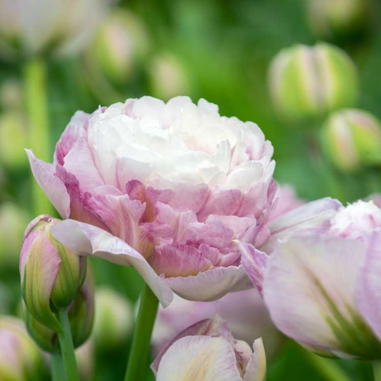 Tulpe 'Double Surprise'