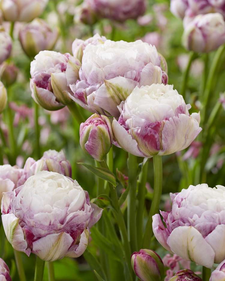 Tulpe 'Double Surprise'