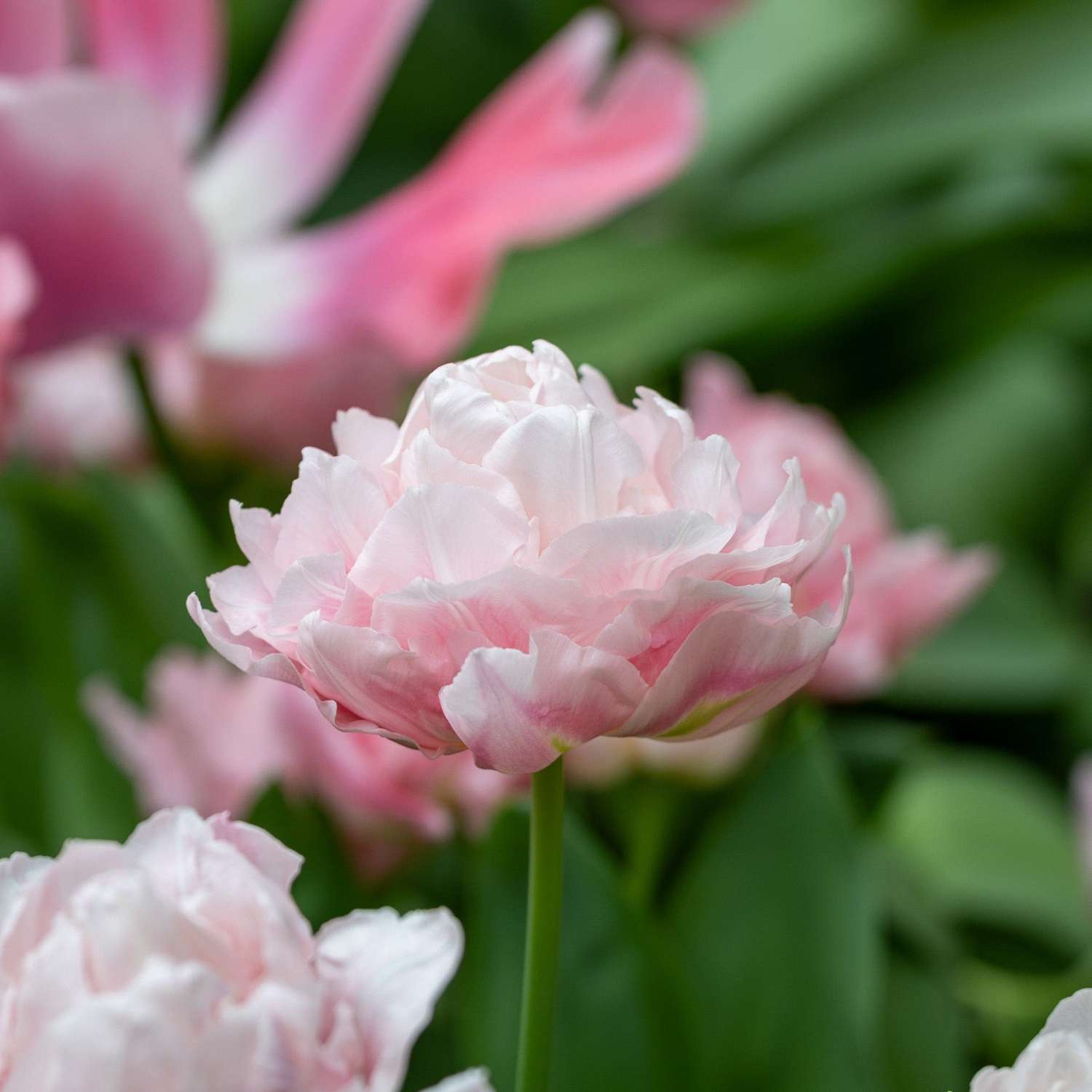 Tulpe 'Dreamer' - Tulipaner