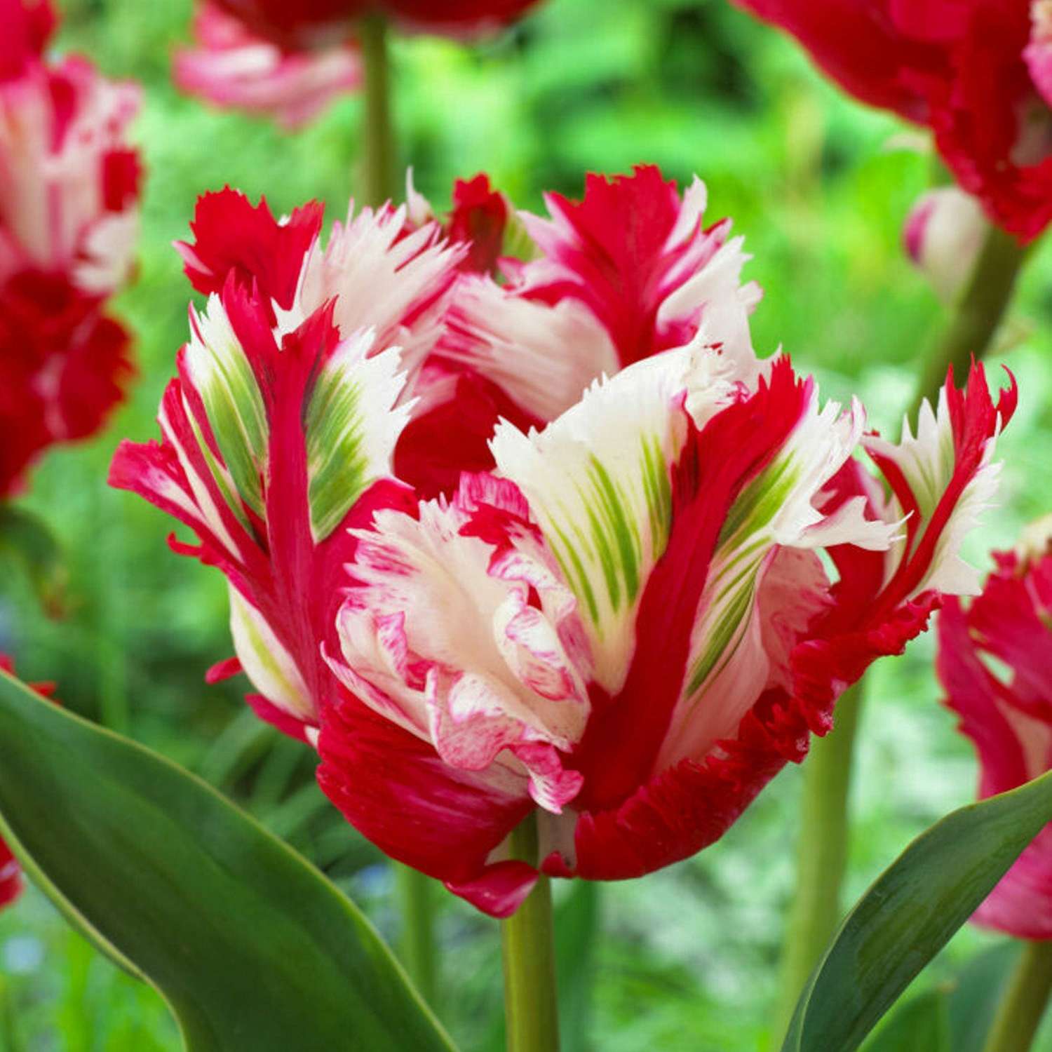 Tulpe 'Estella Rijnveld' - Tulipaner