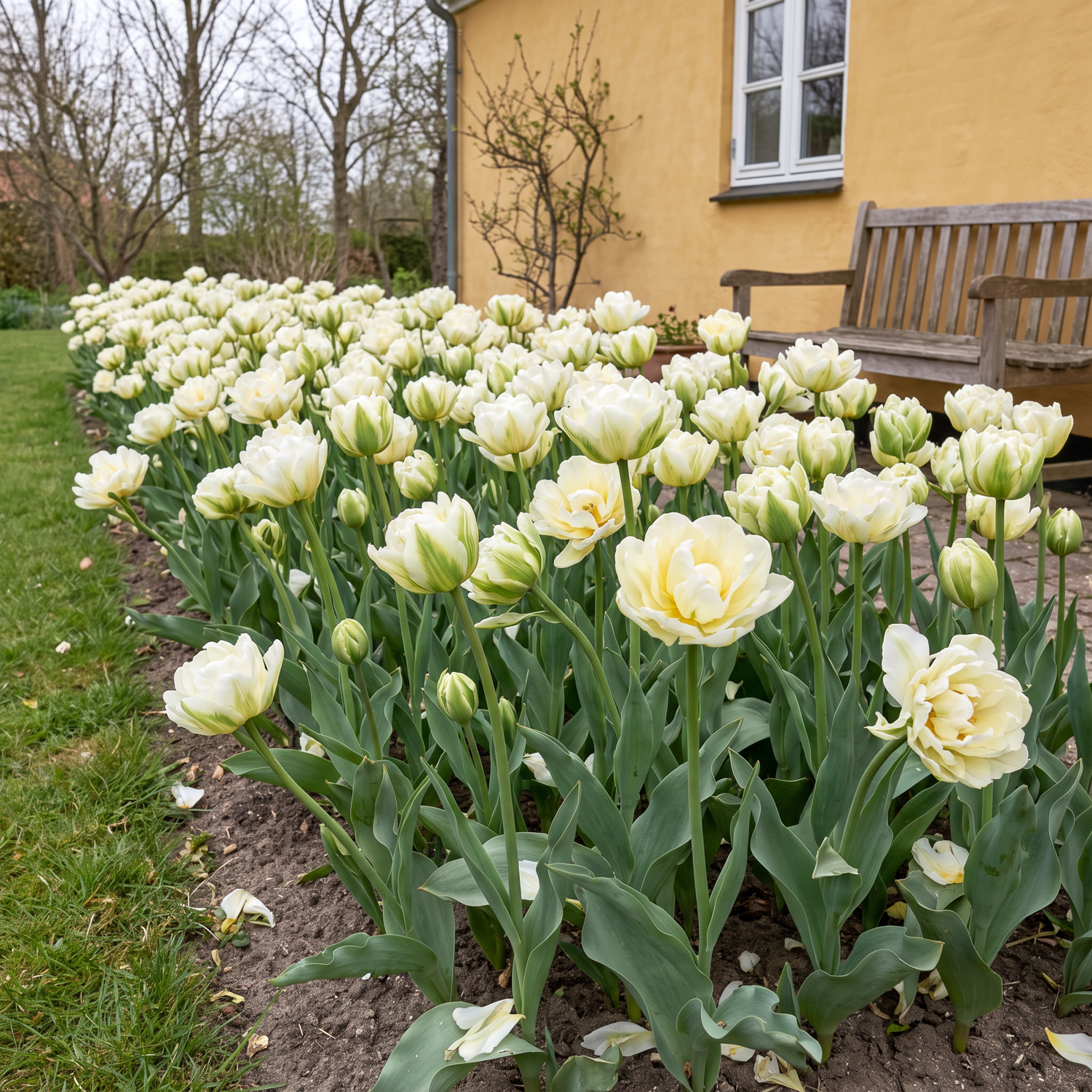 Tulpe 'Exotic Emperor'